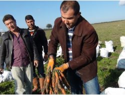 Beypazarı'nda Havuç Hasadı Başladı