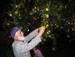 Mandalina, Edremit Körfezi'nin Birinci Ürünü Zeytinin Tahtını Sallıyor
