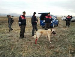 Kangal Dövüştüren Köylülere 5 Biner Lira Ceza