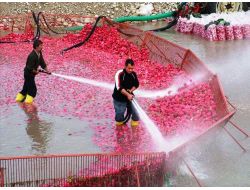 Kadirli’de Turp Sezonu Buruk Başladı