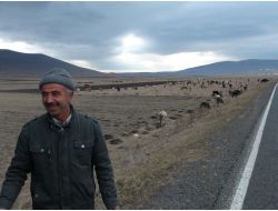 Ardahan'da Geç Gelen Kar, Besicileri Sevindirdi