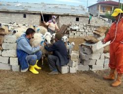 Erzincan'da Sonbahar Dönemi Şap Aşılama Kampanyası Tamamlandı