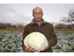 Çiftçinin Emeği Tarlada Kaldı
