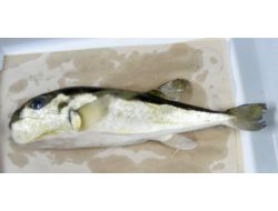 Öldürücü Etkisi Olan Balon Balığının Zehri Kanserle Mücadelede Kullanılıyor