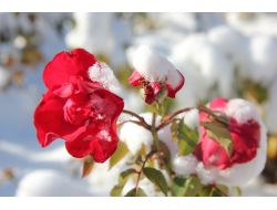 Nevşehir'de Kar Güllere Ayrı Bir Güzellik Kattı
