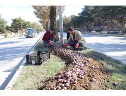 Elazığ, 400 Bin Çiçekle Renklenecek