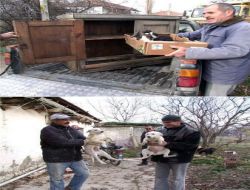Çevreye Zarar Veren Köpekler Kemer Belediyesi Hayvan Barınağına Teslim Edildi