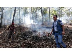 Kayın Ve Meşede Doğal Gençleştirme Çalışmaları Tamamlandı