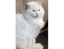 Başakşehir Belediyesi, Sahip Çıktığı Kedilere Yuva Arıyor