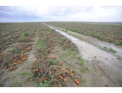 Çanakkaleli Çiftçiler Zararlarının Telafisini İstiyor