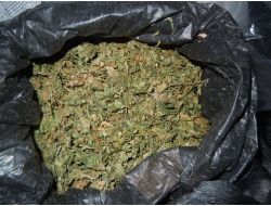 Gaziosmanpaşa’da 126 Kilogram Esrar Ele Geçirildi