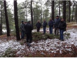 Türkiye'deki Ormanların Haritası Çıkarılıyor