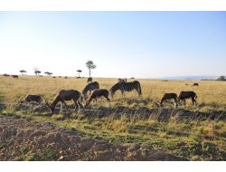 İnsansız Uçaklar Gergedanları İzleyecek