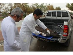 Hatay'da Ölü Akdeniz Foku Bulundu