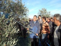 Altınözü'nde Zeytin Hasat Şenliği Düzenlendi