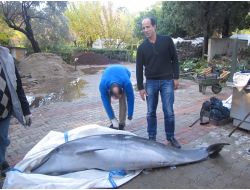 Ölen Yunusun İskeleti Bilime Hizmet Edecek