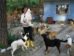 Muğla'daki Barınaktan 300 Köpek Tahliye Edilecek!!