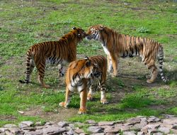 Adaptasyonunu Tamamlayan Oscar, Luna Ve İmbat'la Buluştu