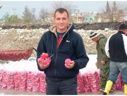 Kadirli'de Turp Sezonu Başladı