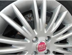 Motor Bloğuna Giren Kedilere Karşı Sürücülere Uyarı