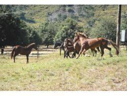 Güney Afrika’da Yıldırım 5 Atı Öldürdü