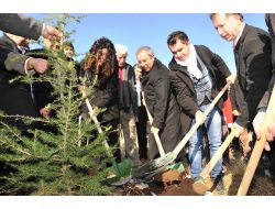 Yyü'de 30 Bin Çam Fidan Toprakla Buluştu