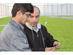 Seraların Fidesi Ankara Beypazarı'nda Yetiştiriliyor