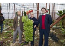 Hassa’da İlk Muz Hasadı Yapıldı