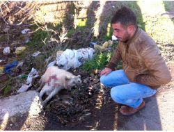 Kangal Köpeği, Hızlı Giden Hafriyat Kamyonunun Altında Kaldı