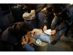 Sahte İlaç İmalathanesine Şafak Baskını