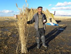Kamış Ürünü Köylünün Elinde Kaldı