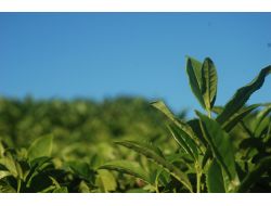 Türkiye Kuru Çay Üretiminde Dünya 5’incisi