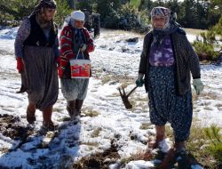 Ters Lale Köylünün Geçim Kaynağı Olacak