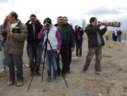 Şanlıurfa'da 20 Yıl Aradan Sonra 'Yalıçapkını' İsimli Kuş Görüldü