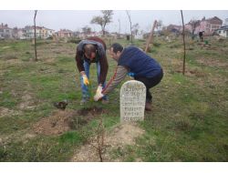 Elazığ'daki Mezarlıklara 10 Bin Çam Dikildi