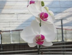 Mamak Çöplüğü Orkideleri İle Ünlenecek