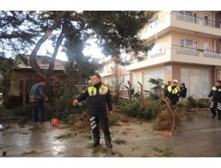 Çanakkale'de Fırtına Ağaç Devirdi