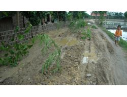 Bozuk Yola Ağaç Dikerek Protesto Ettiler