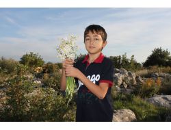 Okul Harçlıklarını Kayaların Arasından Topladıkları Nergislerden Çıkartıyorlar