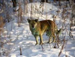 Rusya'da Yeşile Dönen Köpekler Endişelendiriyor