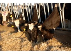 Yem Fiyatların Artması Çiftçiyi Kara Kara Düşündürüyor