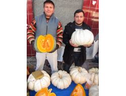 Bal Kabakları Tezgahlardaki Yerini Almaya Başladı