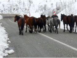 Atları Kışın Ölüme Terk Ediyorlar