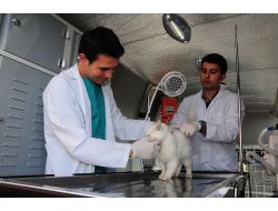 Van'da Hayvanlar Ambulansla Hastaneye Kaldırılacak