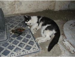 Denizli’de İşkenceyle Öldürülmüş Kedi Ve Köpekler Bulundu