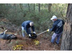 Ormana Bırakılan Zehirli Balıklar Köpekleri Öldürdü