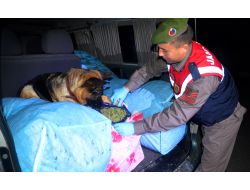 Adana'da 155 Kilo Esrar Ele Geçirildi