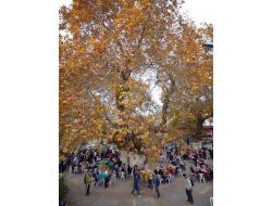 Bin Yıllık Çınar Bakıma Alınıyor