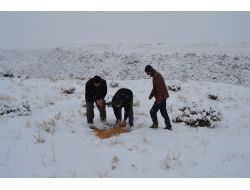 Iğdır'da Hayvanların Aç Kalmaması İçin Doğaya Yem Bırakıldı
