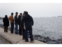 Ölen Yunuslar Kıyıya Vurdu